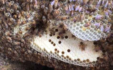 蜜蜂如何築巢 大門對房門化解